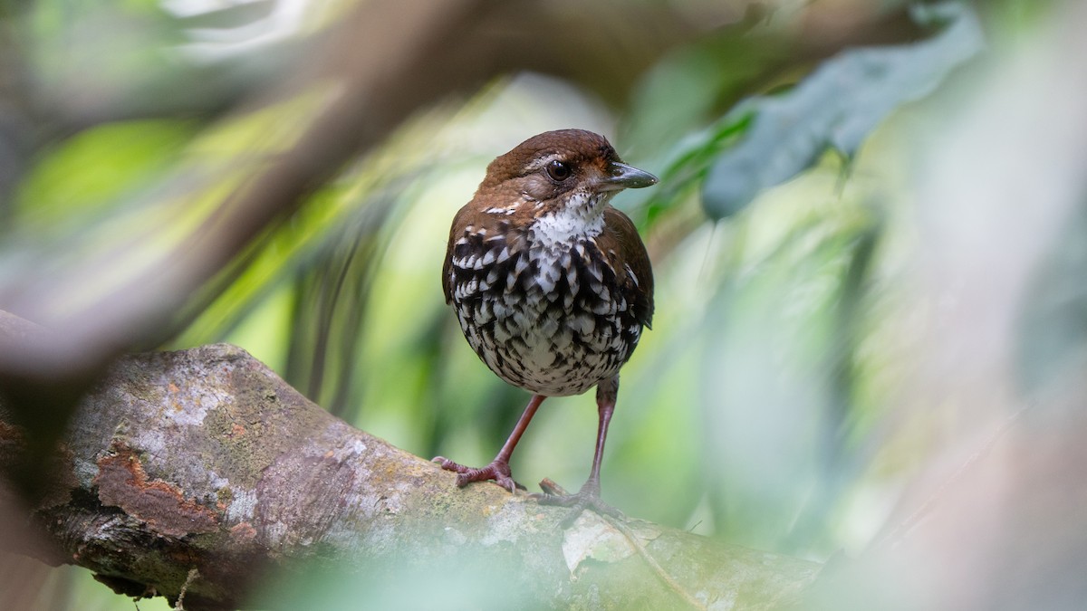 Striated Antthrush - ML636851009