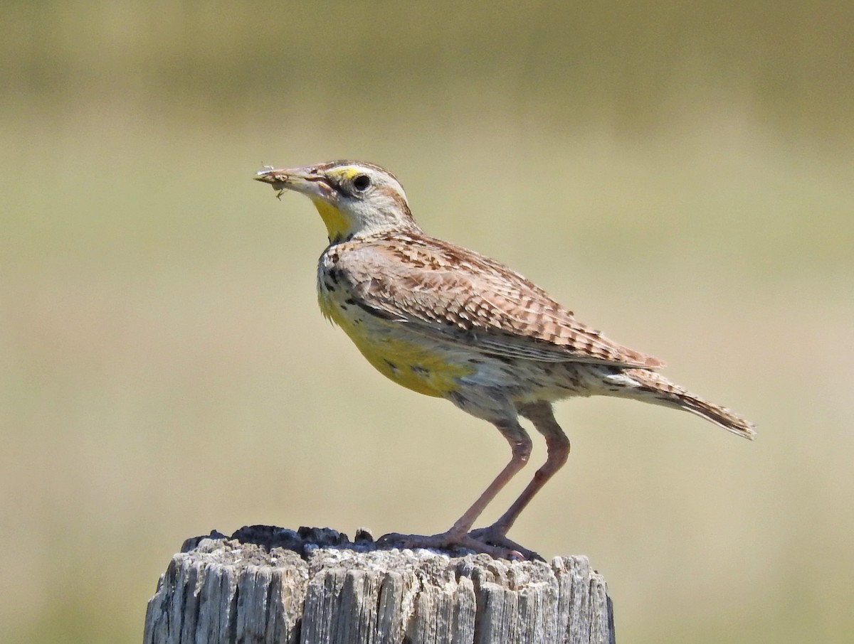 Western Meadowlark - ML63685101