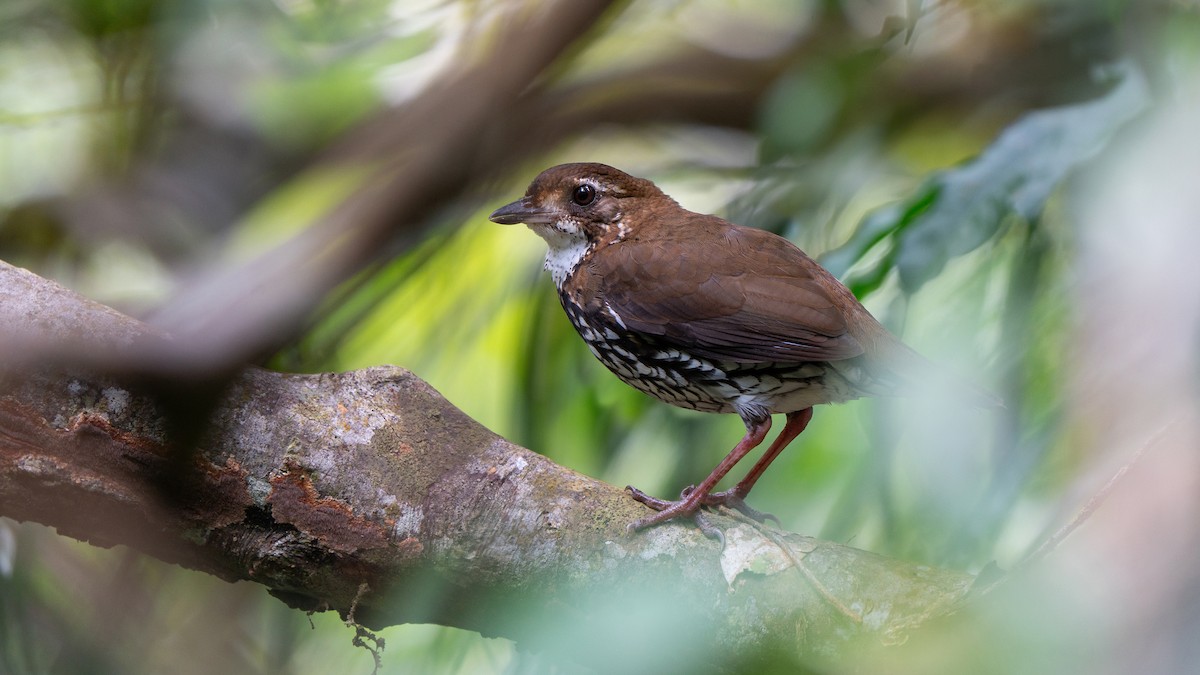 Striated Antthrush - ML636851010