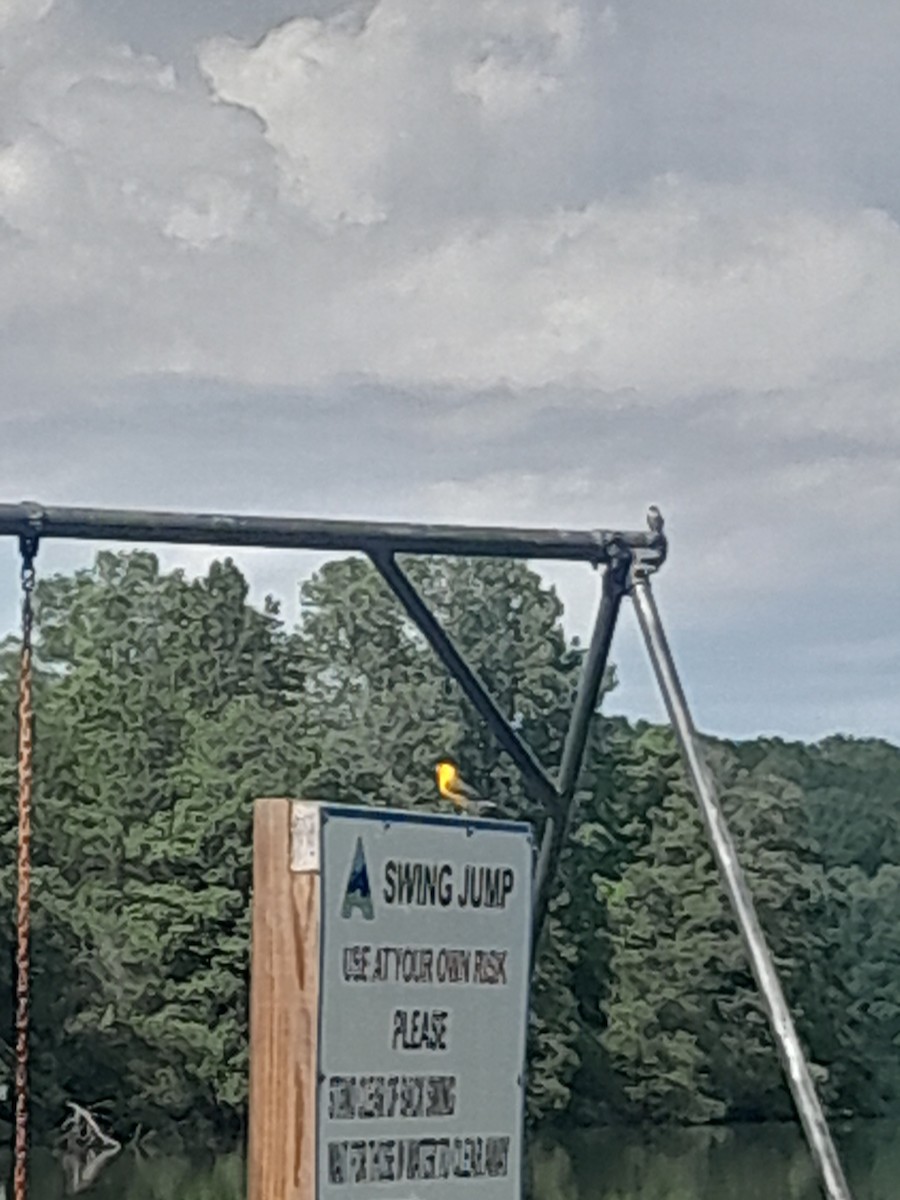 Prothonotary Warbler - ML636851017