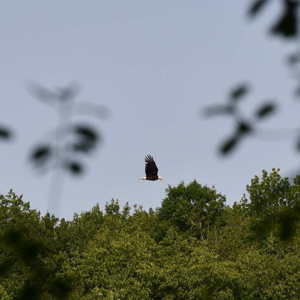 Bald Eagle - ML636851089