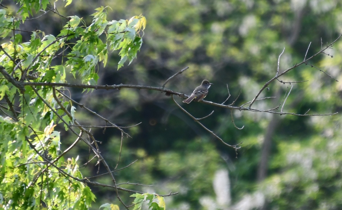 Great Crested Flycatcher - ML636851093