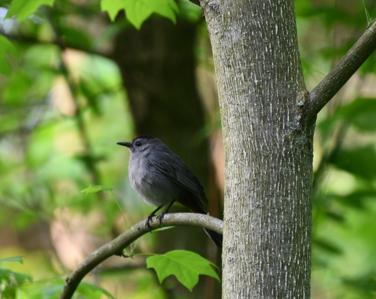Gray Catbird - ML636851106
