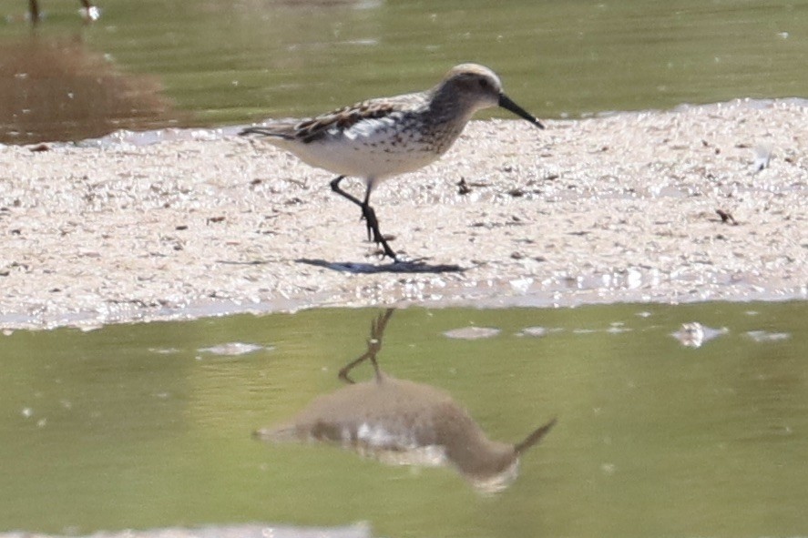 Bergstrandläufer - ML636851141