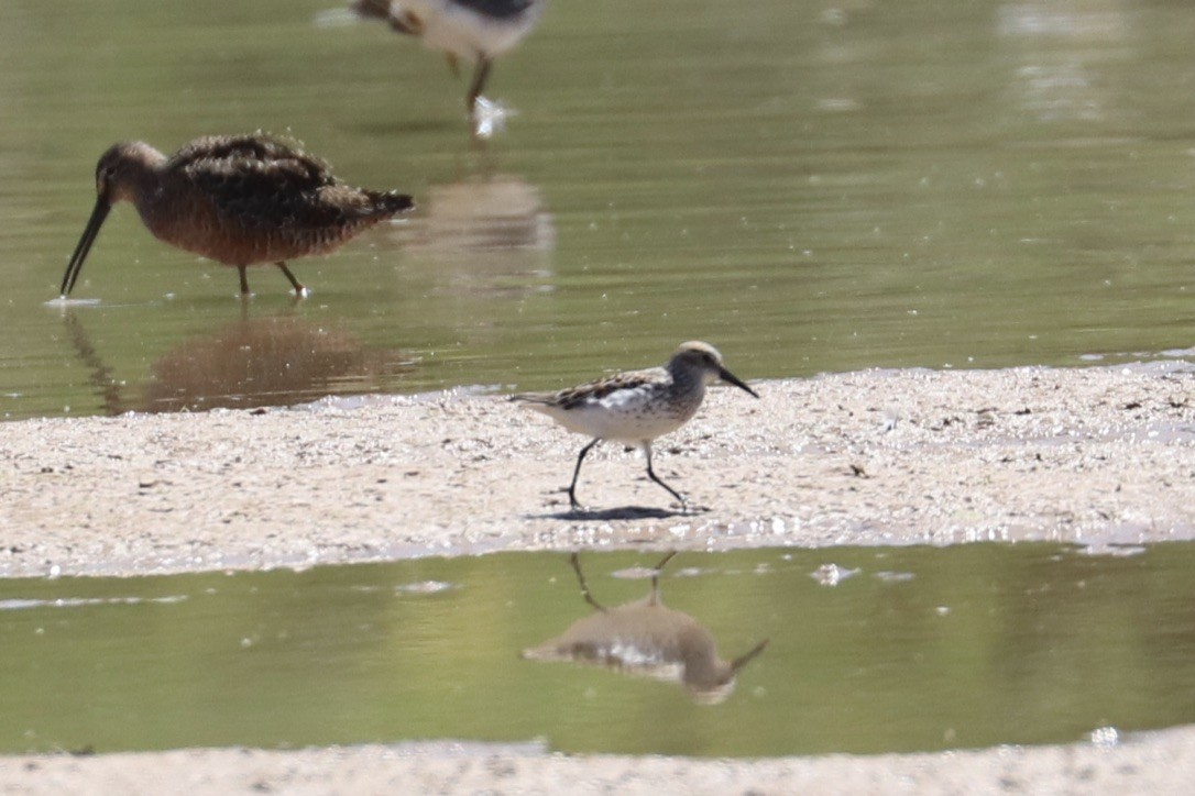 Bergstrandläufer - ML636851142
