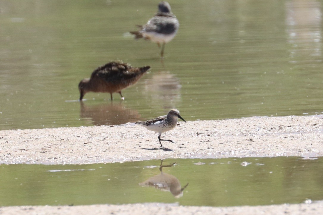 Bergstrandläufer - ML636851143