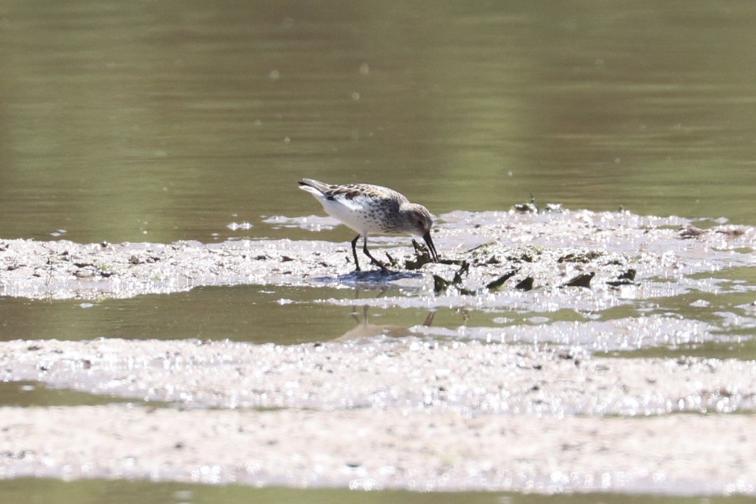 Bergstrandläufer - ML636851178
