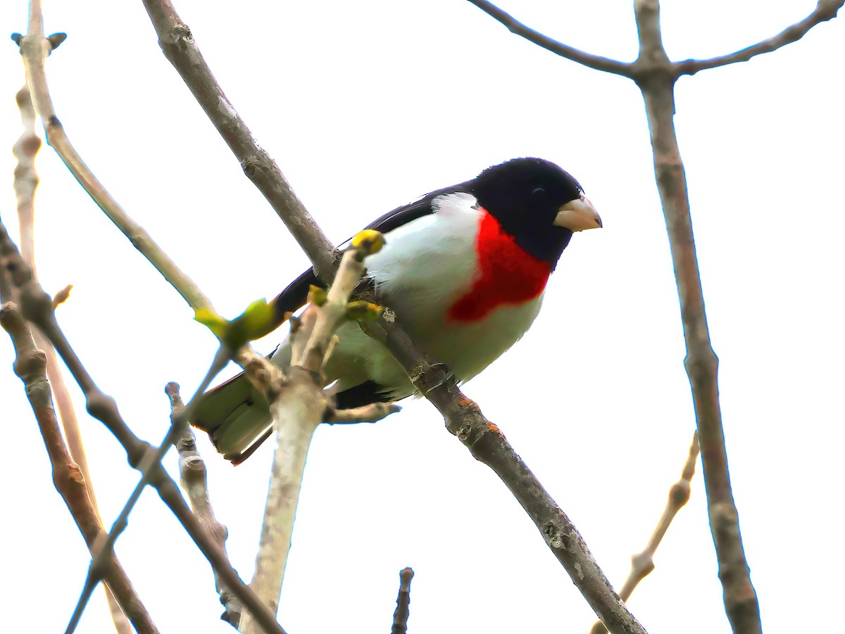 Rose-breasted Grosbeak - ML636851237
