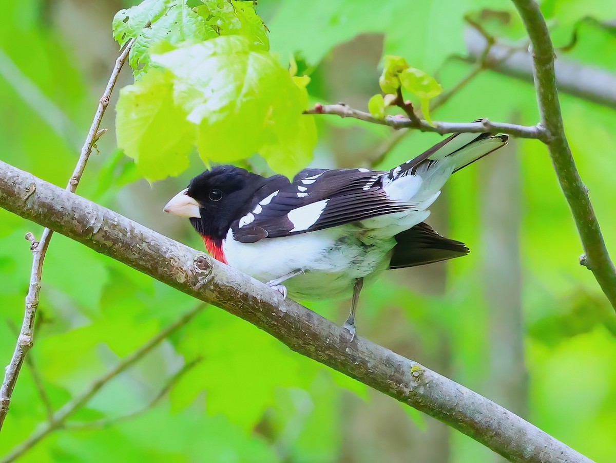 Rose-breasted Grosbeak - ML636851238