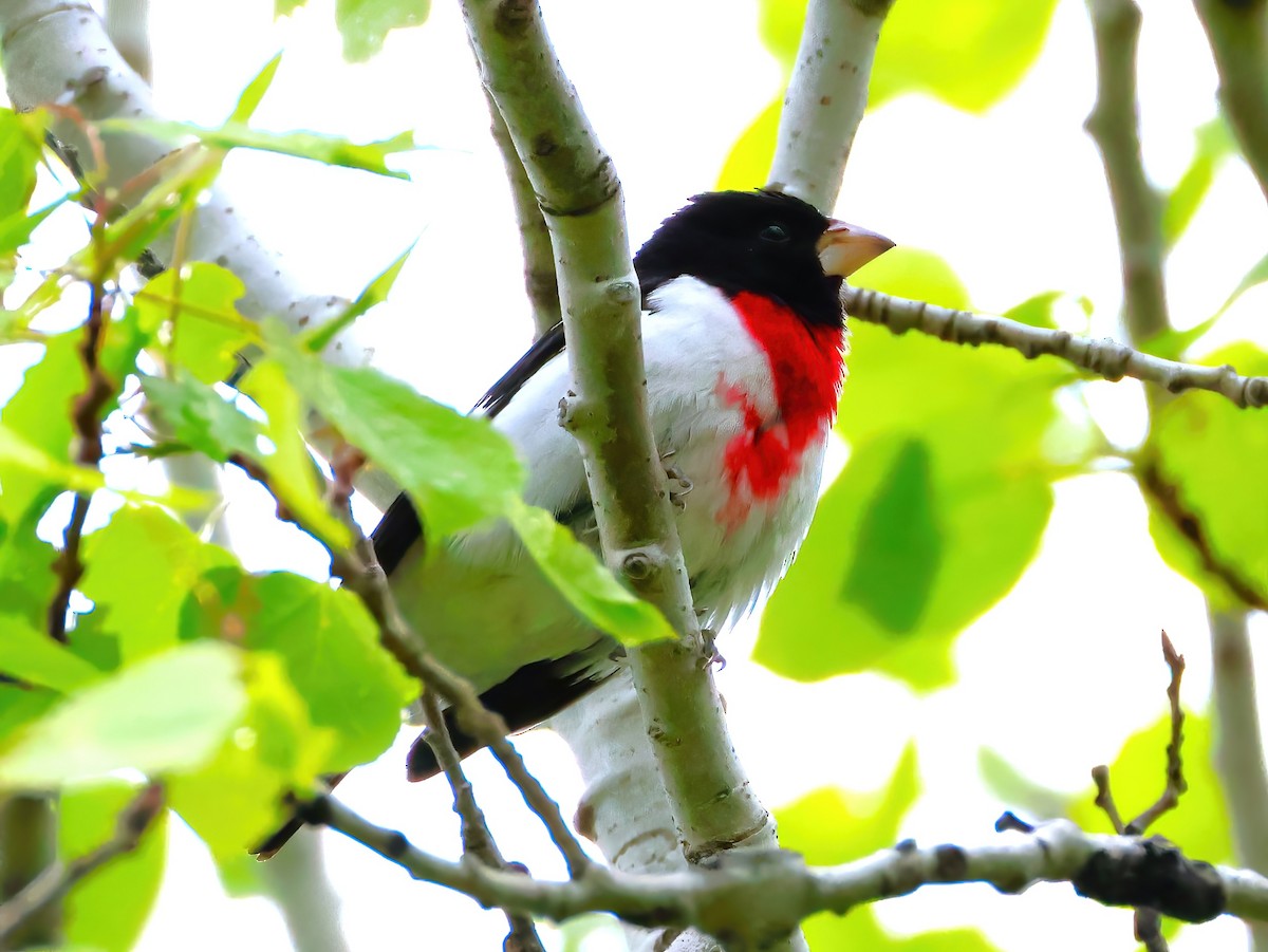 Rose-breasted Grosbeak - ML636851239