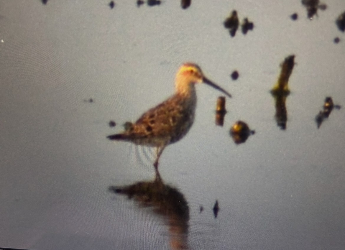 Stilt Sandpiper - ML636851242