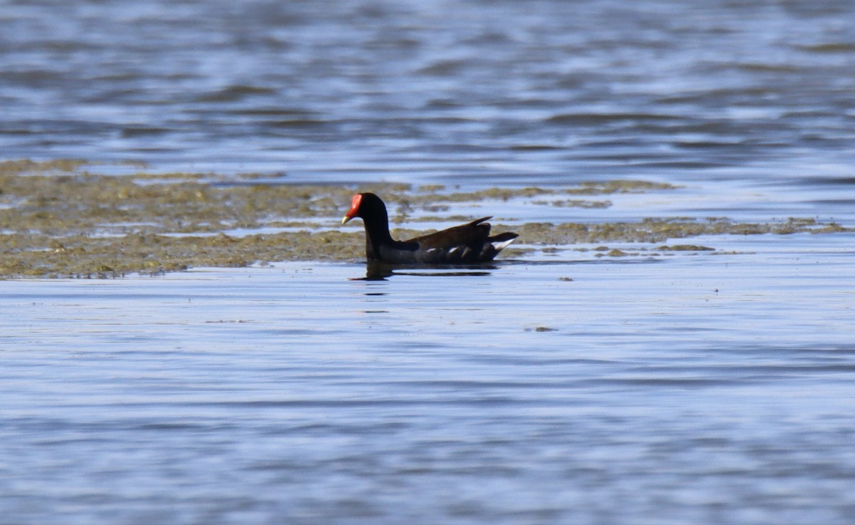 Common Gallinule - ML636851271