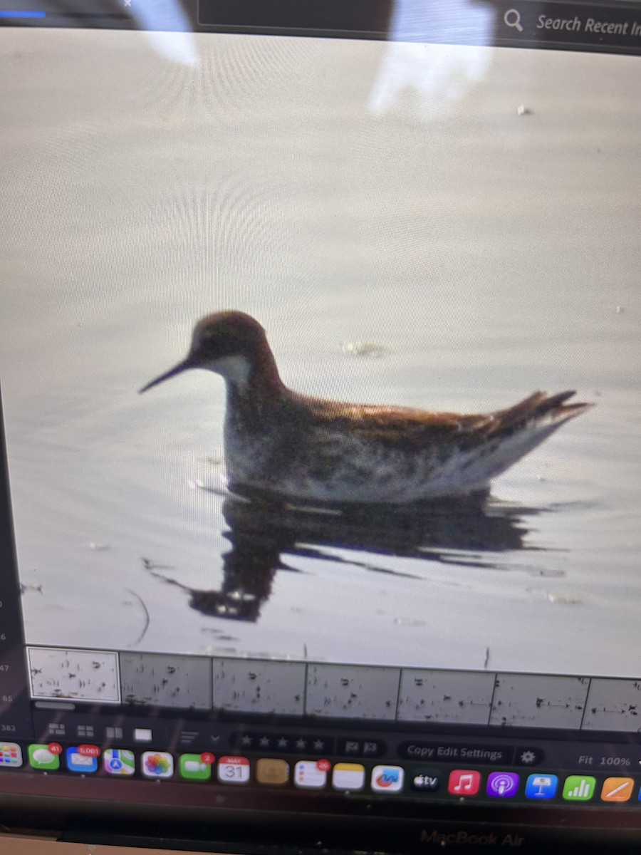 Red-necked Phalarope - ML636851286