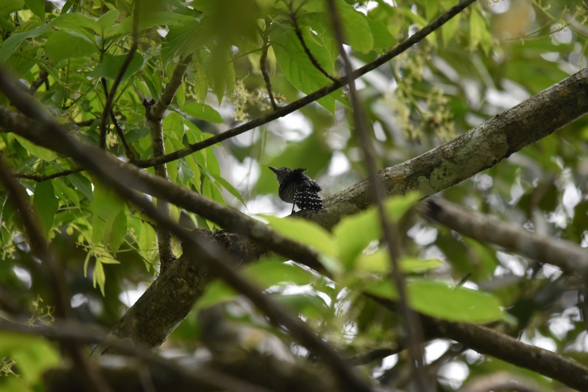Barred Antshrike - ML636851361