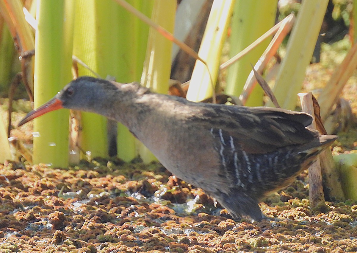 Virginia Rail - ML636851407