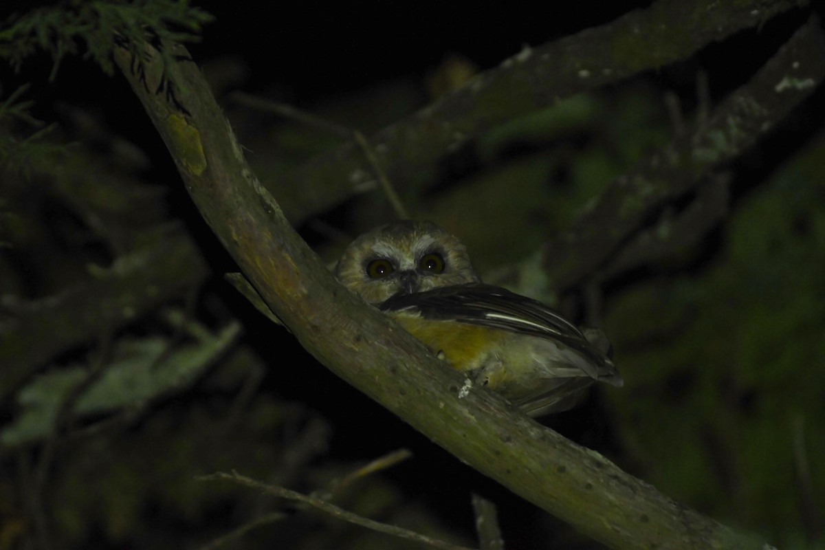 Unspotted Saw-whet Owl - ML636851417