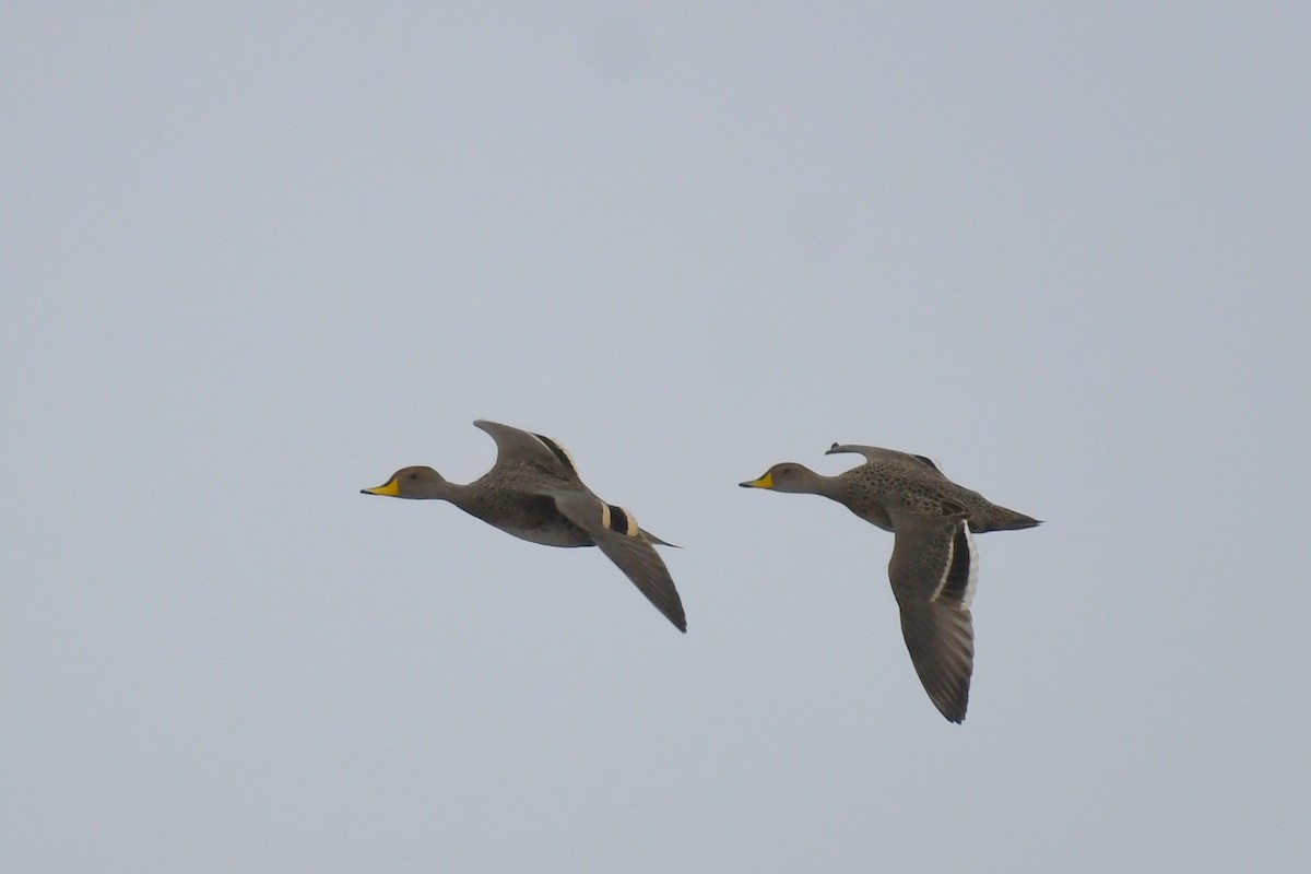 Yellow-billed Pintail - ML636851440