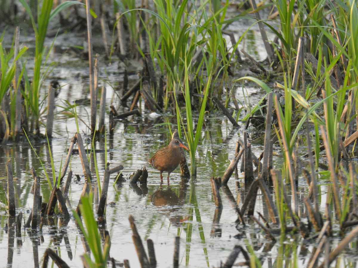 Virginia Rail - ML636851456