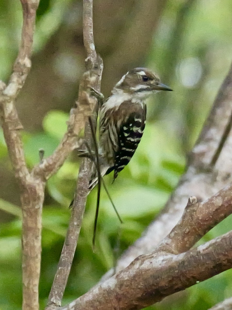 コゲラ - ML636851582