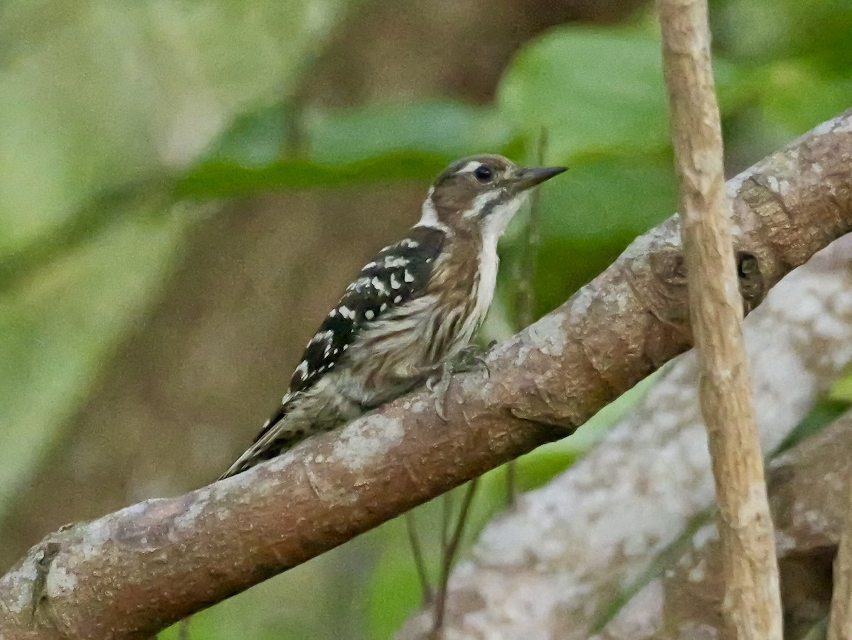 コゲラ - ML636851584