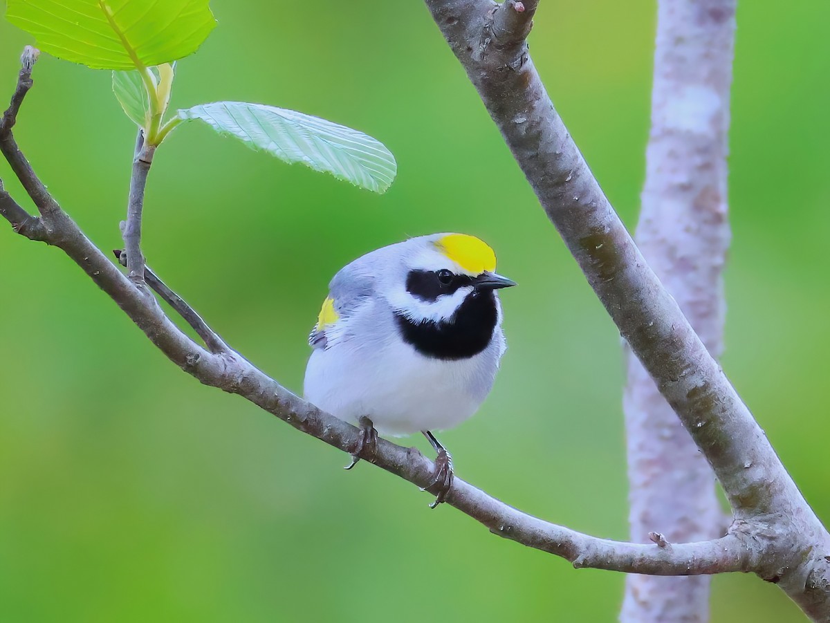 gullvingeparula - ML636851613