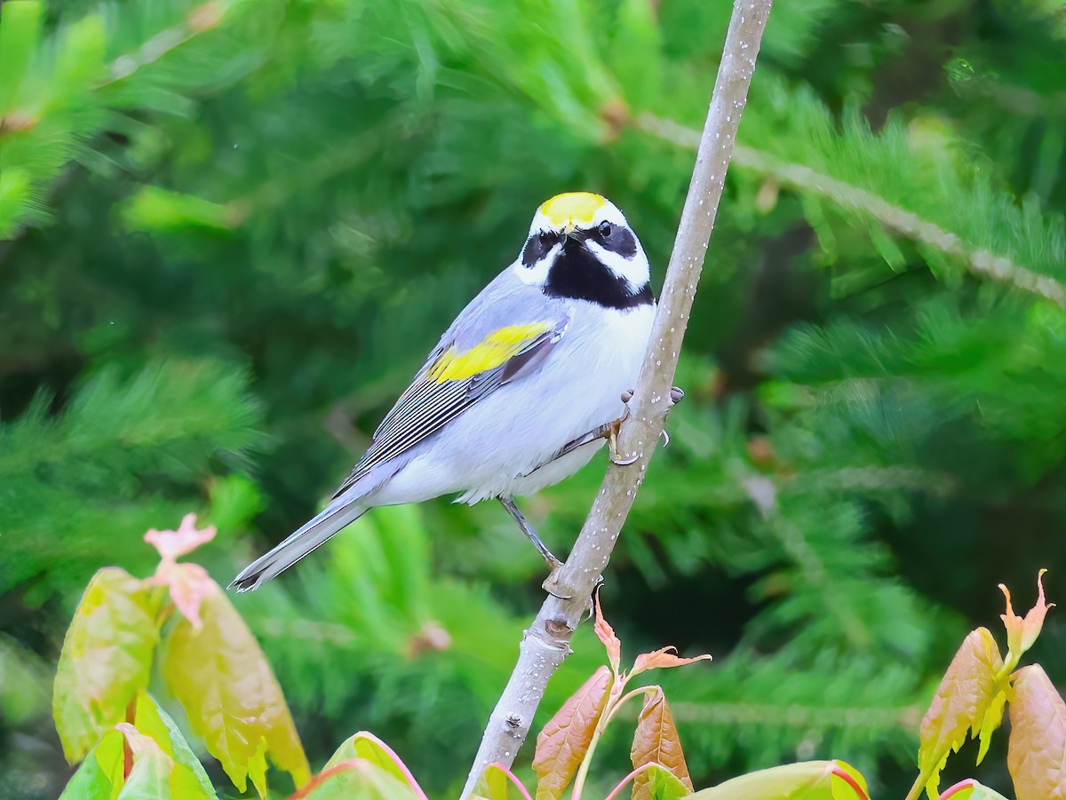 gullvingeparula - ML636851614