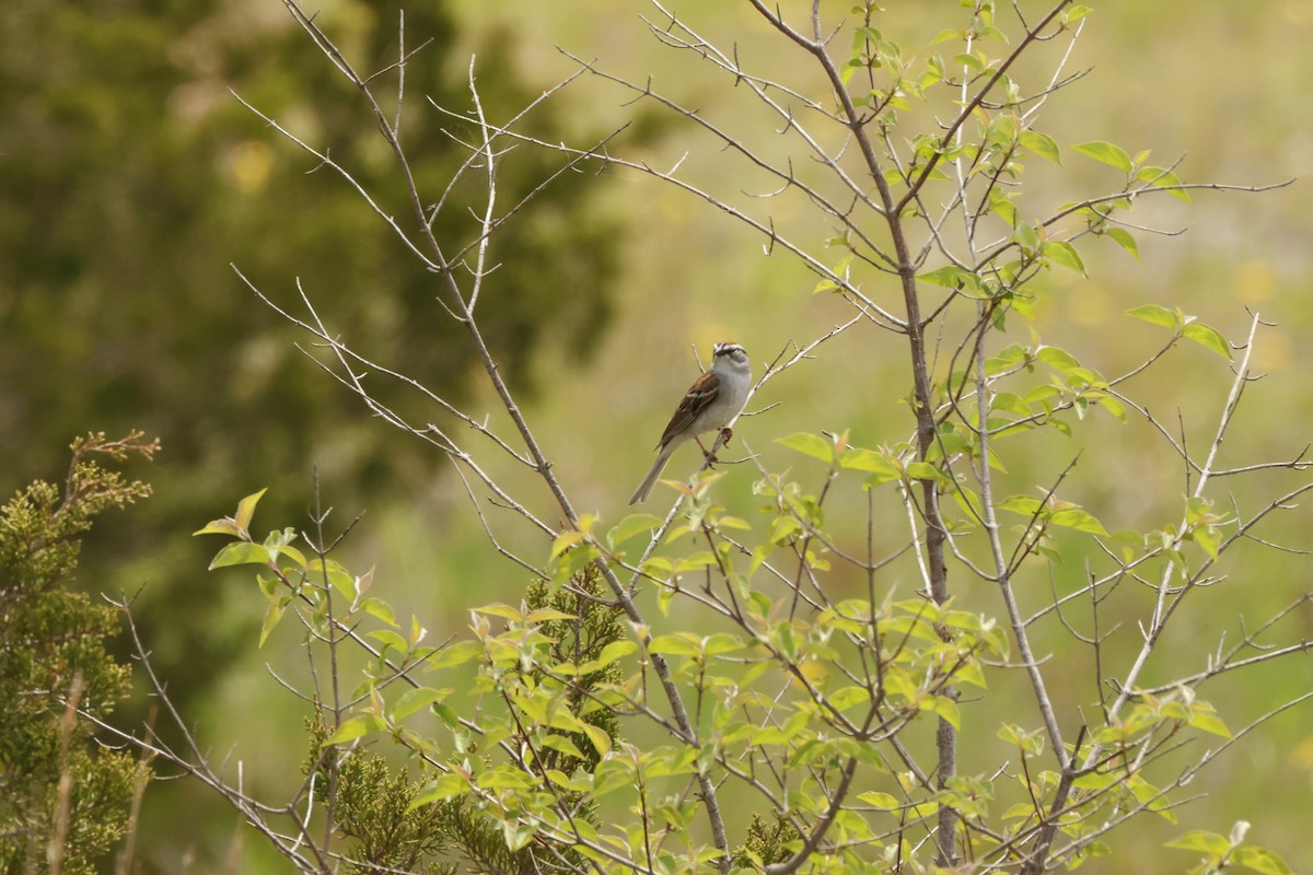Chipping Sparrow - ML636851673