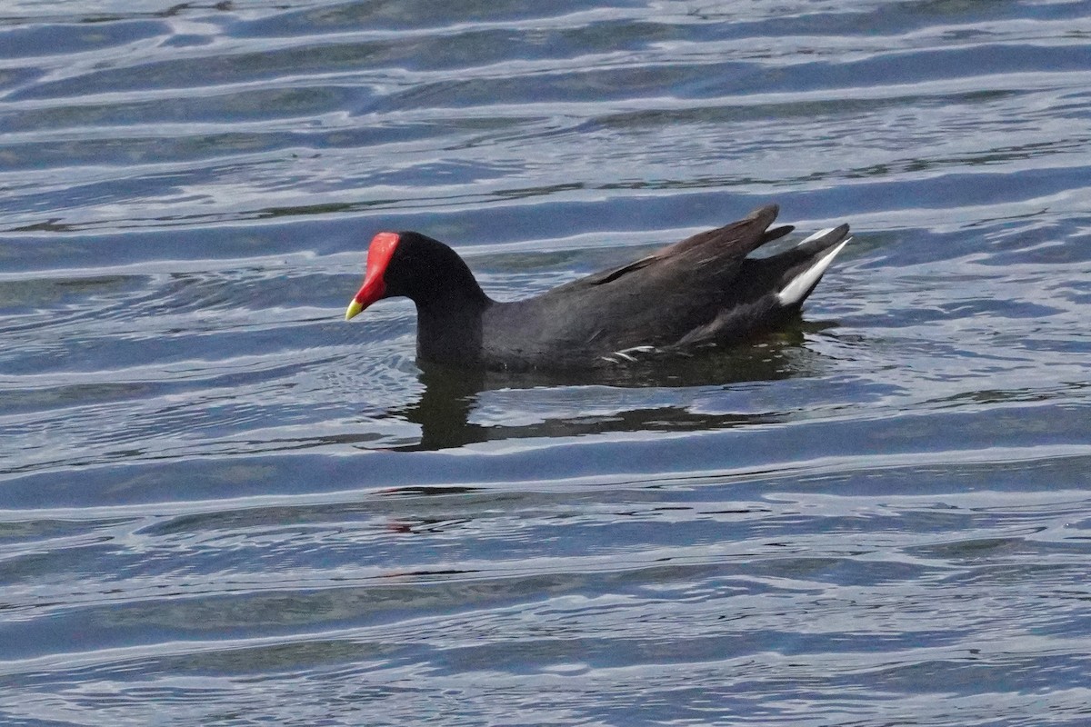 Common Gallinule - ML636851704