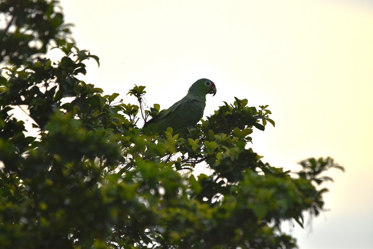 Red-lored Amazon - ML636851785