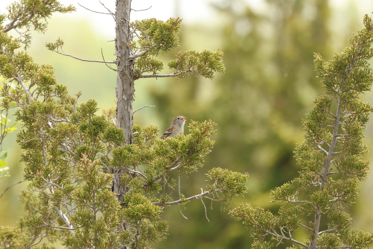 Field Sparrow - ML636851788