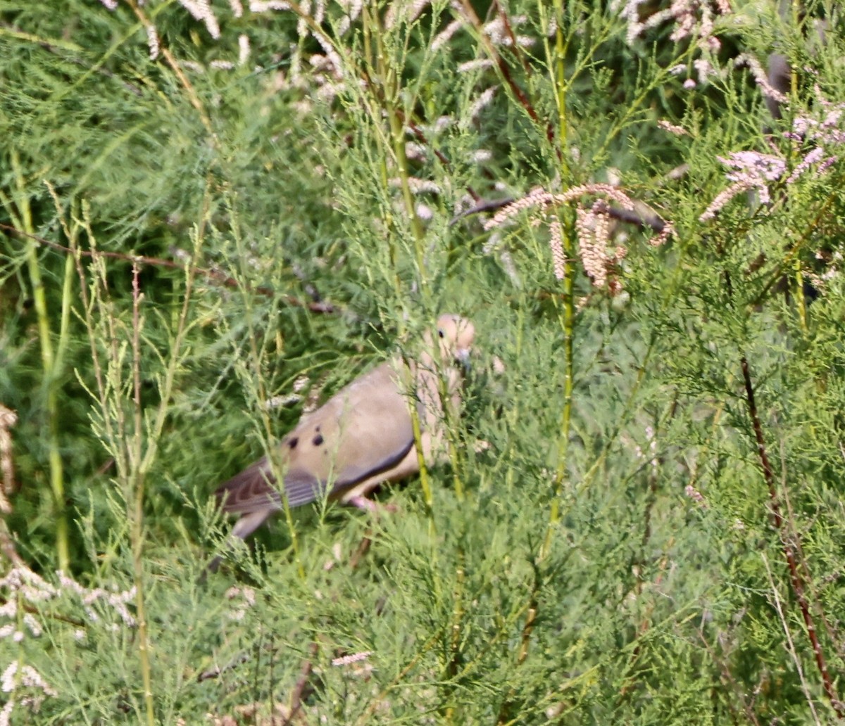 Mourning Dove - ML636851789