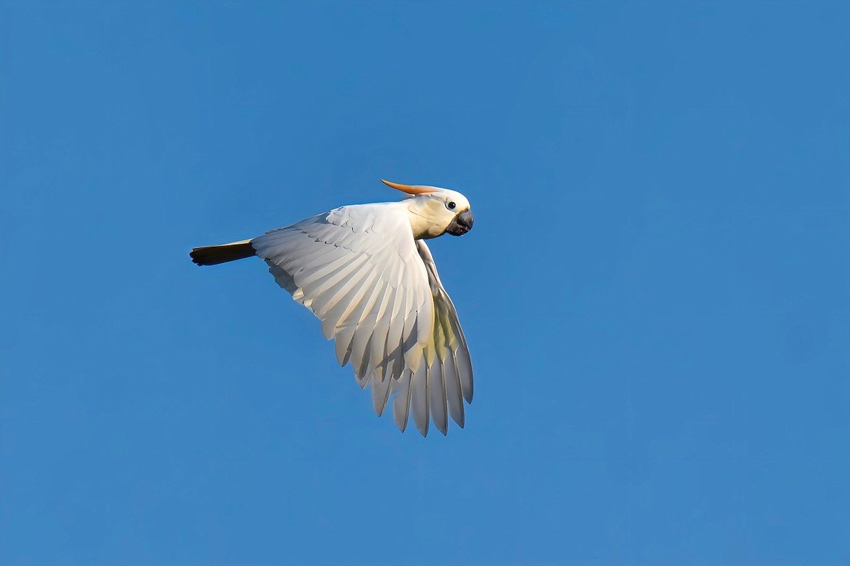Cacatúa de Sumba - ML636851800