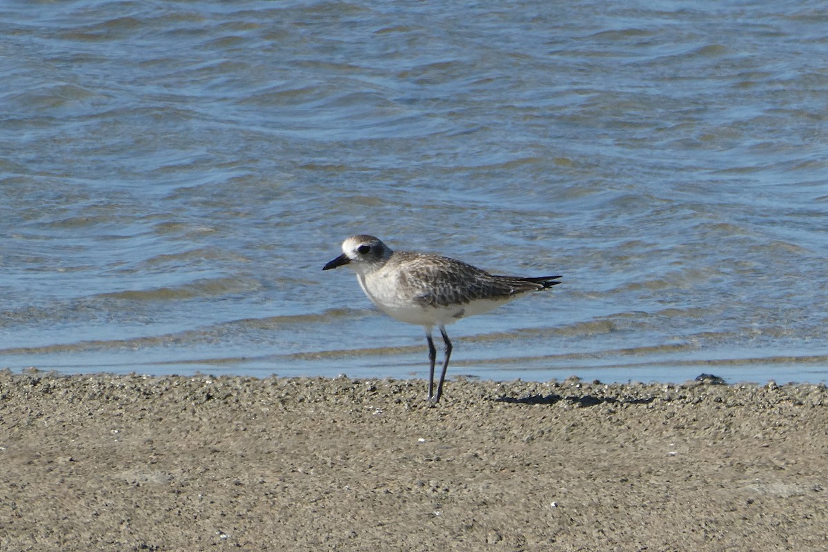 Black-bellied Plover - ML636851813