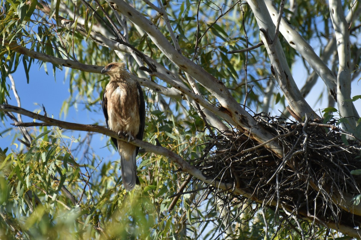 Whistling Kite - ML636851832