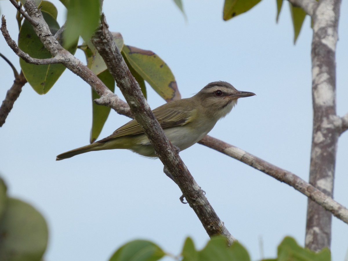 Black-whiskered Vireo - ML636851834