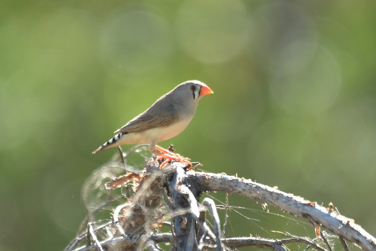 Zebra Finch - ML636851842