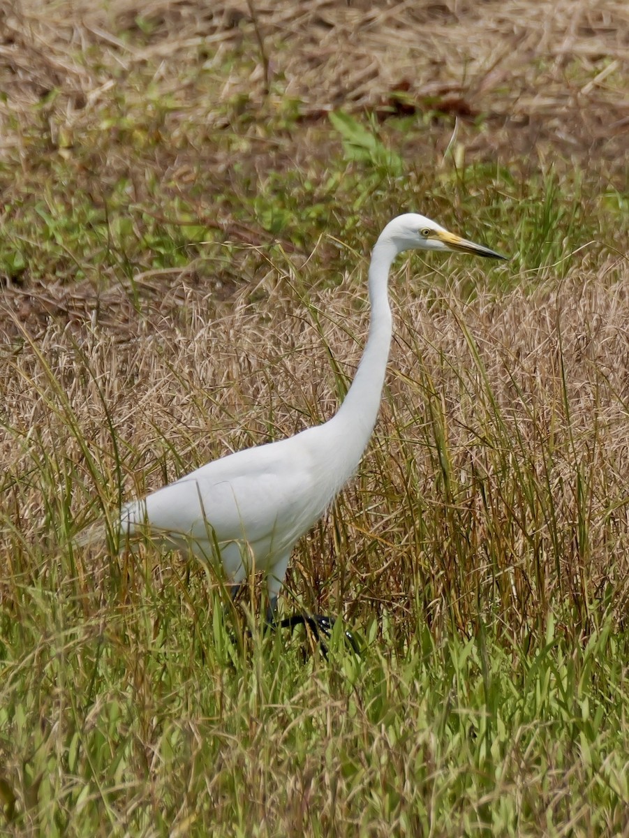 チュウサギ - ML636851847