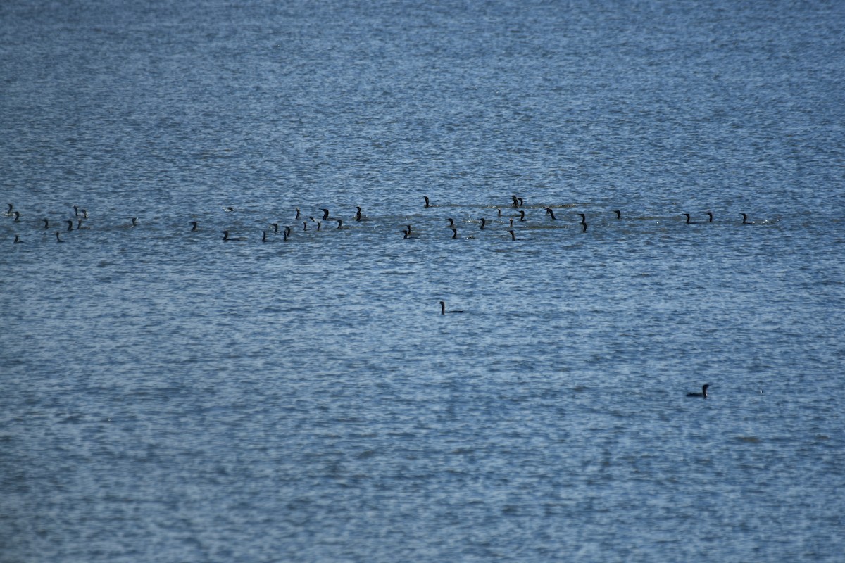 Little Black Cormorant - ML636851868