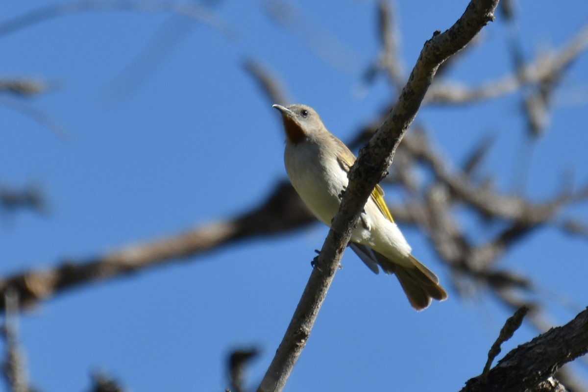 Rufous-throated Honeyeater - ML636851889