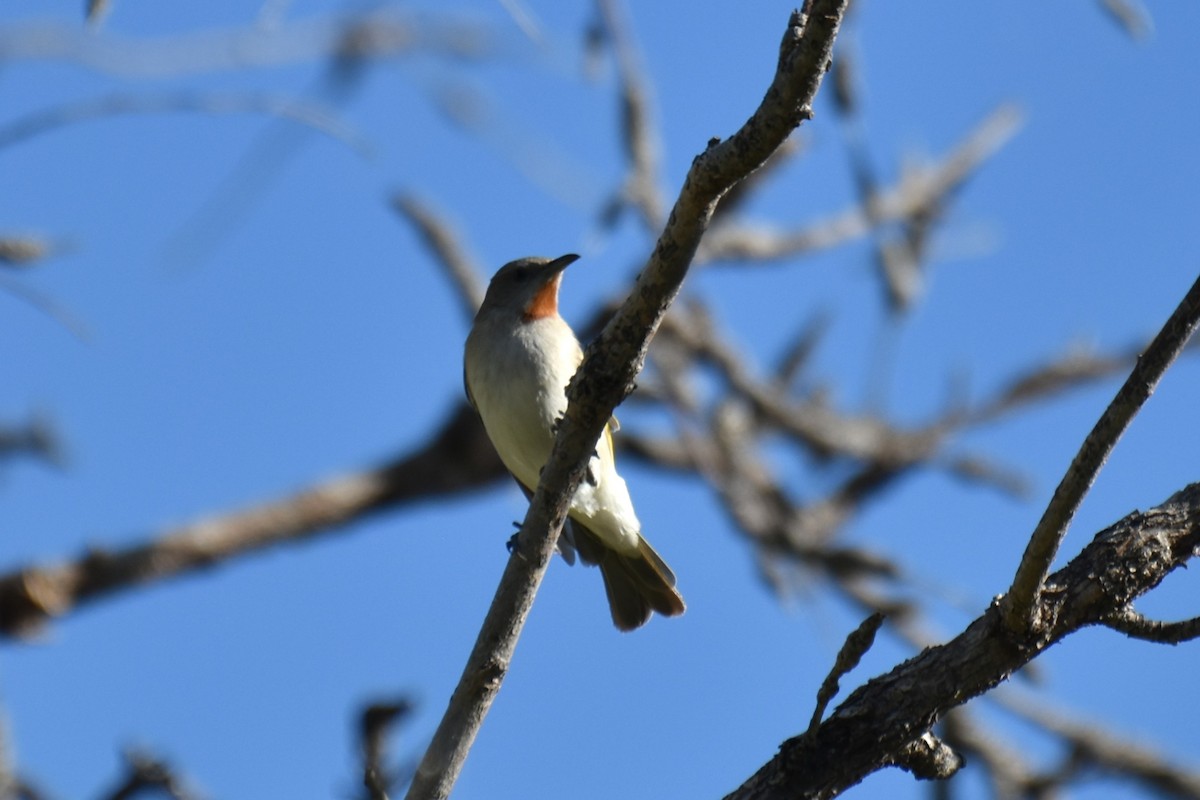 Rufous-throated Honeyeater - ML636851890
