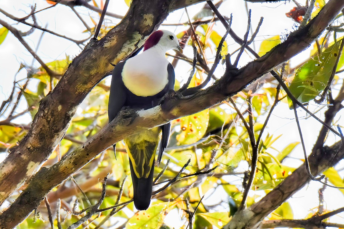 Red-naped Fruit-Dove - ML636851933