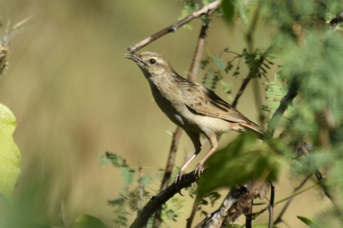 Rufous Songlark - ML636851934