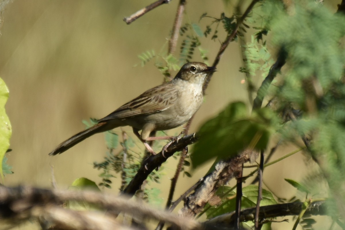 Rufous Songlark - ML636851935