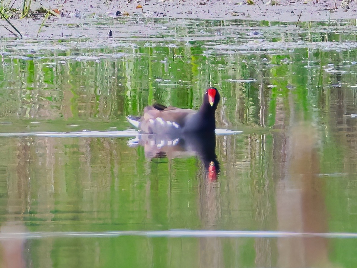 Common Gallinule - ML636851965