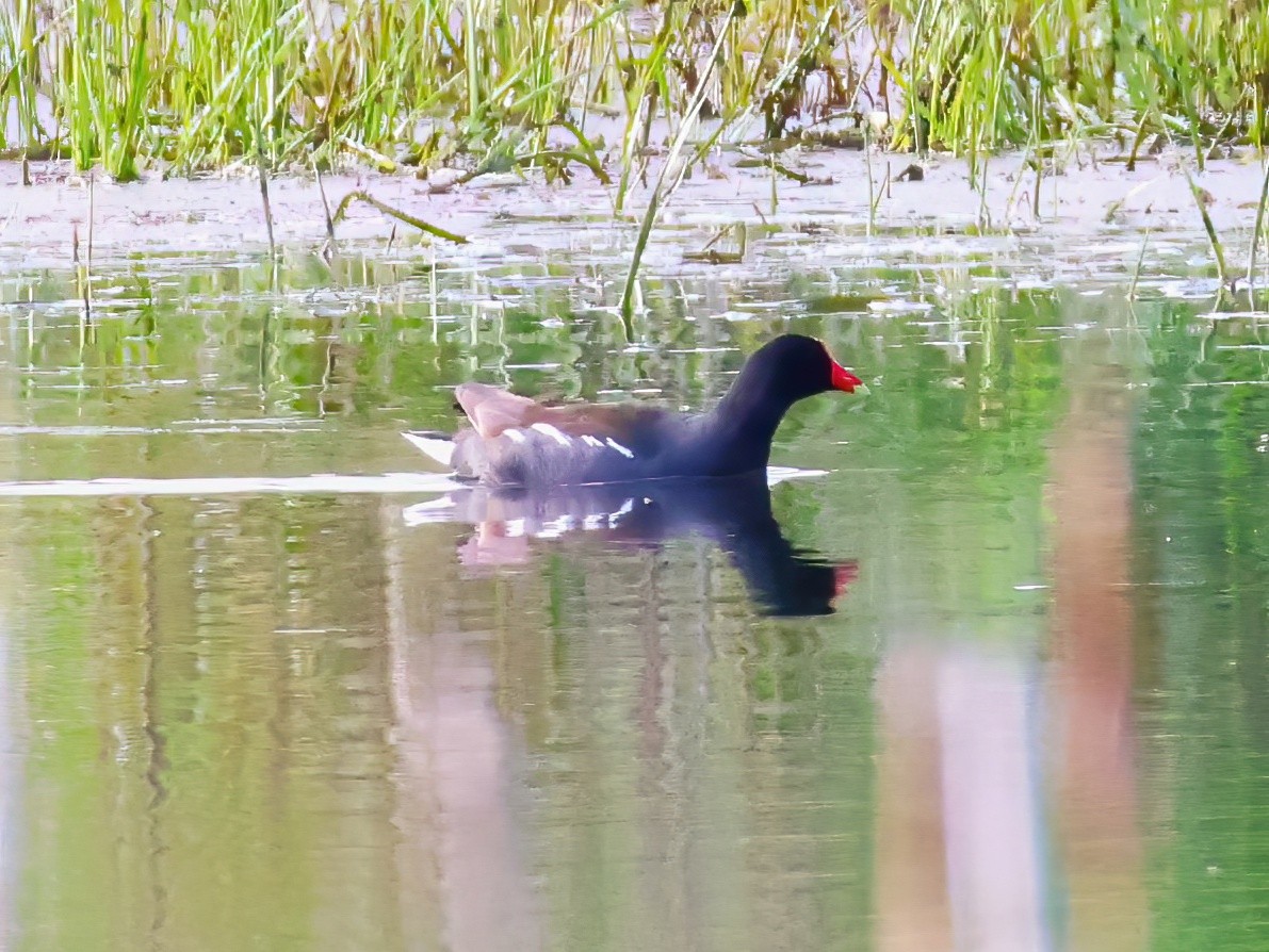 Common Gallinule - ML636851966