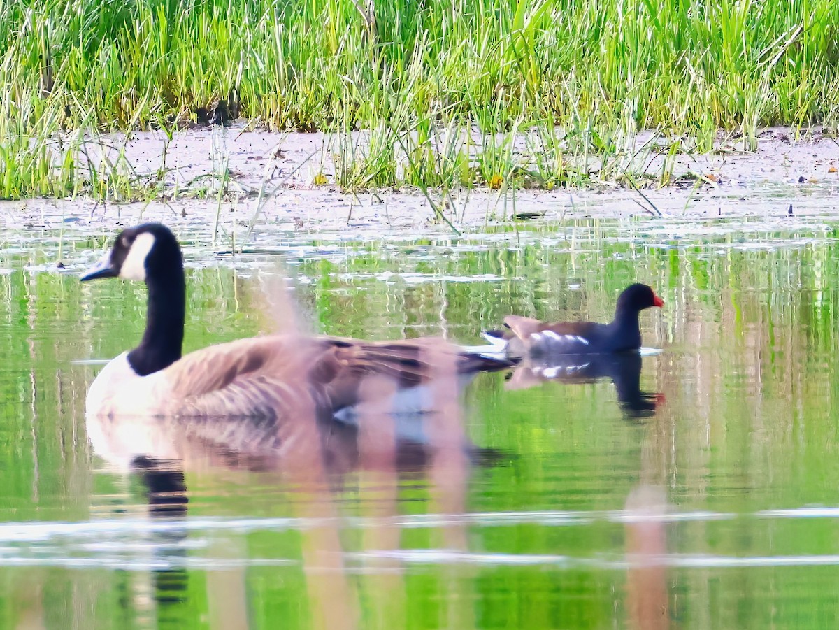 Common Gallinule - ML636851967