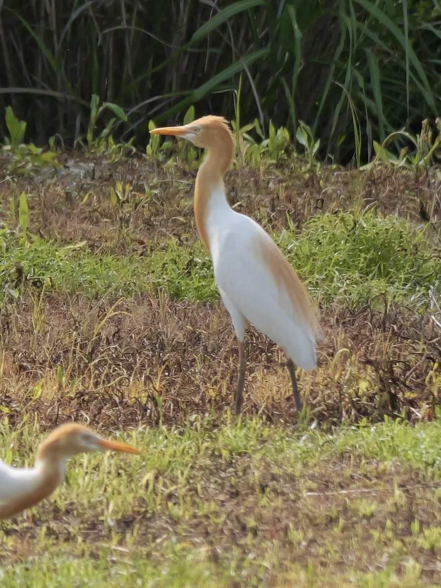 アマサギ - ML636851979