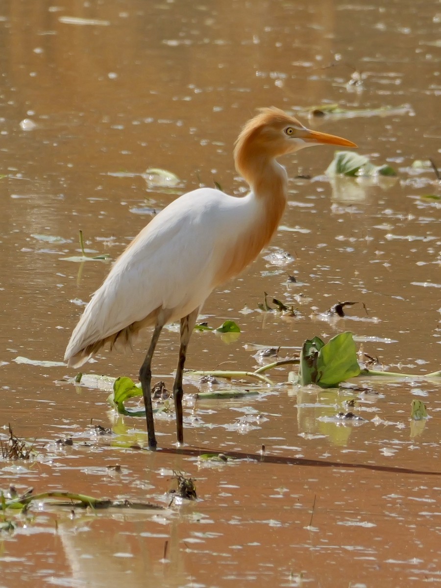 アマサギ - ML636851980