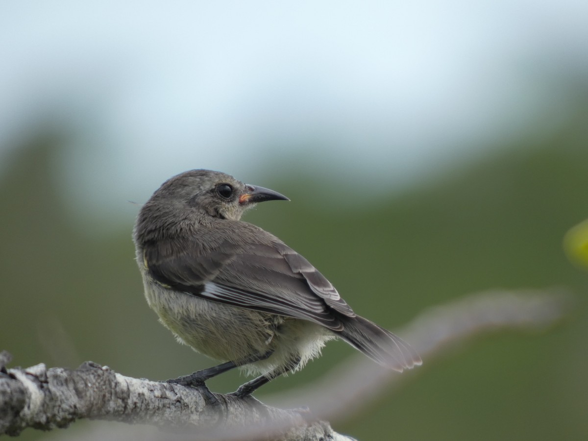 Bananaquit - ML636852018