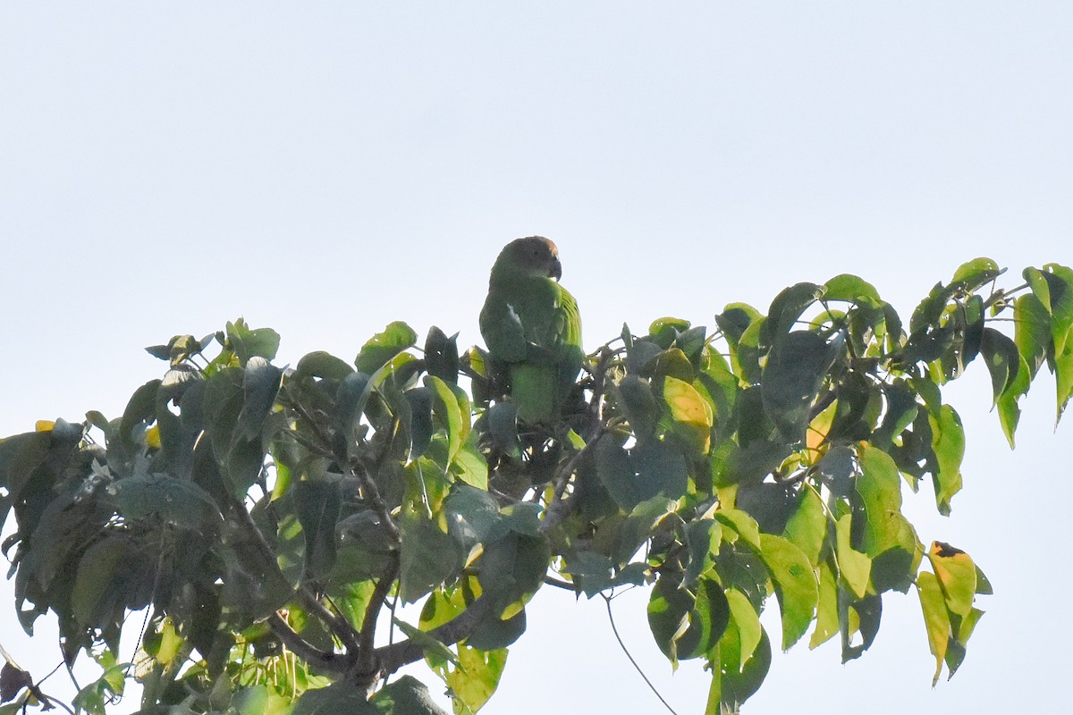Red-cheeked Parrot - ML636852042